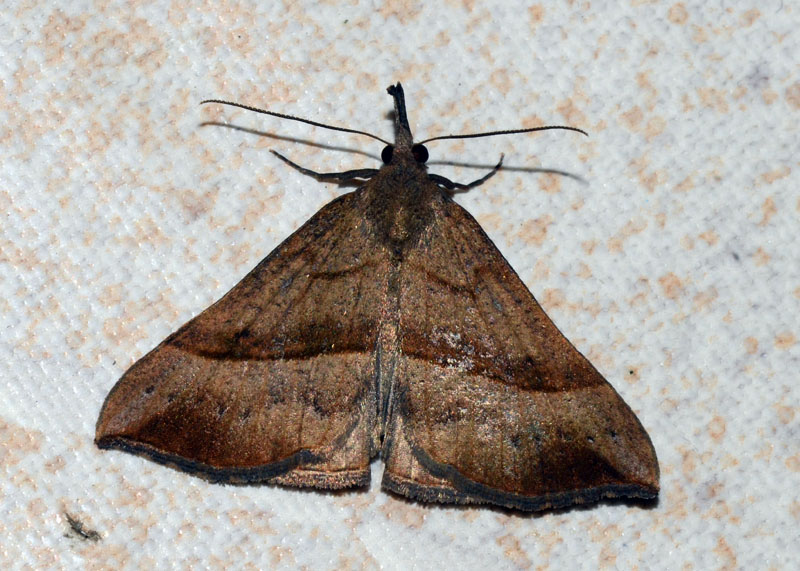 Erebidae:   Hypena (Hypena) proboscidalis